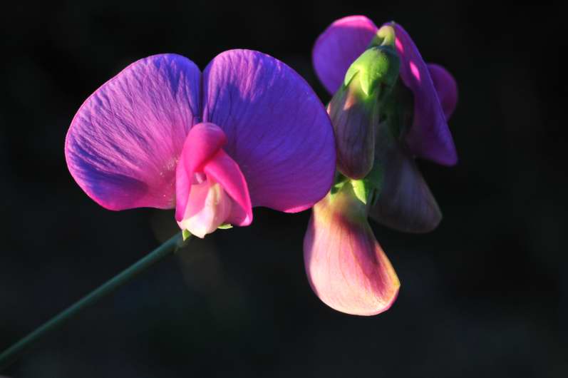 Fabaceae: Lathyrus sylvestris